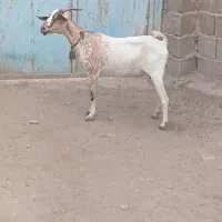 بز آبستن|حیوانات مزرعه|بندرعباس, |دیوار