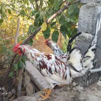 پنج عددخروس گلین|حیوانات مزرعه|پاوه, |دیوار