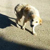 توله سگ سفید|سگ|گیلان غرب, |دیوار