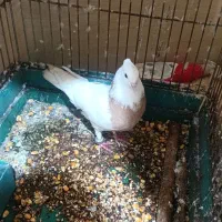 طوقی ماده|پرنده|اهواز, امانیه|دیوار