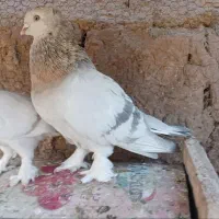 کبوتر ترکیه ای - سوسنی - سبز عربی|پرنده|یزد, |دیوار