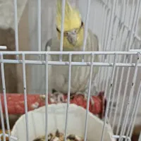 عروس هلندی|پرنده|دهلران, |دیوار