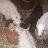 تعدادی بز و گوسفند