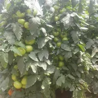 گلخانه درصدی|خدمات باغبانی و درختکاری|یزد, |دیوار
