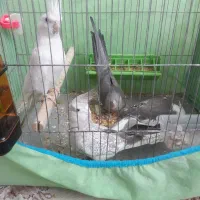 طوطی عروس هلندی