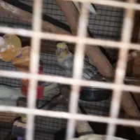 پرندهدعروس هلندی