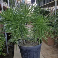 گل هیمالیا  ۹۵و۳۵