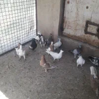 کبوتر یا کفتر