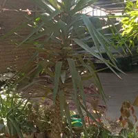 گل یوکای شاداب