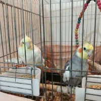 یک جفت عروس هلندی