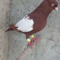 قرمزی کوینه