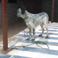 توله سگ