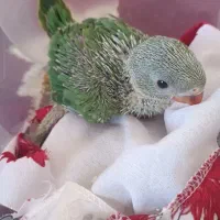 طوطی منلگو سرلاکی