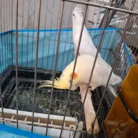 عروس هلندی|پرنده|سیرجان, |دیوار