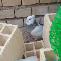 زر|پرنده|کرخه, |دیوار