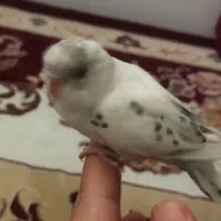 مرغ عشق|پرنده|قم, ولیعصر|دیوار