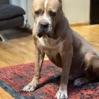 گمشده، مژدگانی ۱۰ میلیون تومان