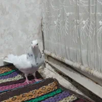 کفتر