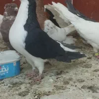 سه تا نر پرشی زرنگ|پرنده|اسلام‌شهر, شهرک سعیدیه|دیوار