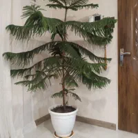 کاج مطبق سالم و نمای زیبا