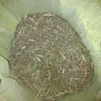 کاه خار شتری