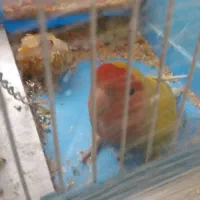 یک عدد طوطی برزیلی 1 جفت عروس هلندی با تخم و قفس