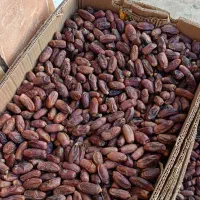 خرما دیری|حراج|اهواز, اهواز|دیوار