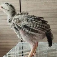 جوجه لاری