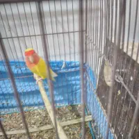 طوطی برزیلی