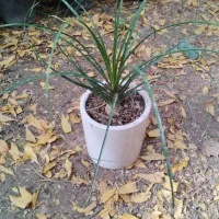 گلهای آپارتمانی|گل و گیاه طبیعی|دوگنبدان, |دیوار