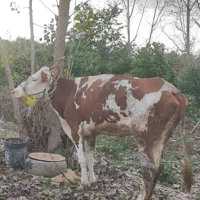 گاو سمینتال درجه یک شکم اول