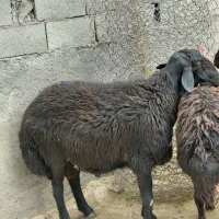 یک راس قوچ قزل افشار و یک راس قوچ افشار