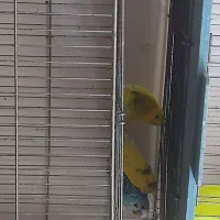 عروس هلندی  طوطی برزیلی ومرغ عشق