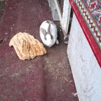 ۴تا خرگوش ناقلا