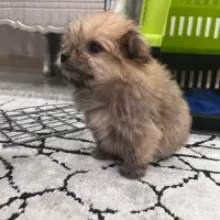 سگ پامریان خرسی