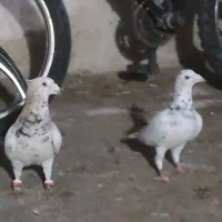 کفتر