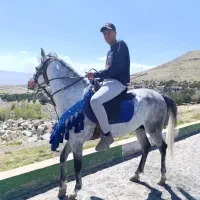 اسب‌ نریان|اسب و تجهیزات اسب‌سواری|زنجان, |دیوار