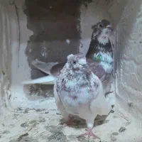کبوتر|پرنده|مراغه, |دیوار