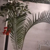 سیکاس ماده بچه زا حنس خوب|گل و گیاه طبیعی|رشت, دیلمان|دیوار