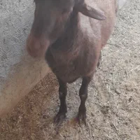 بره افشاری جوان|حیوانات مزرعه|میبد, |دیوار