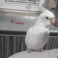 عروس هلندی کاملا سفید گمشده|حیوانات|رشت, توشیبا|دیوار