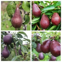 رز سیاه زالزالک زردآلو پرتقال والنسیا بلوبری