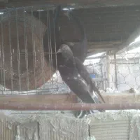 کفتر پرشی شازده