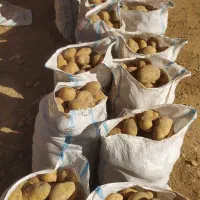 6 تن سیب زمینی جلی