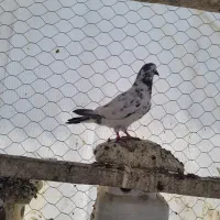 کبوتر پرشی|پرنده|پارس‌آباد, |دیوار