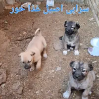 واگذاری سگ های سرابی و خراسانی اصیل