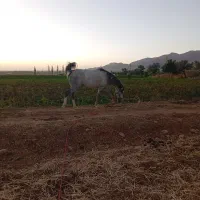 مادیون و کره نریان