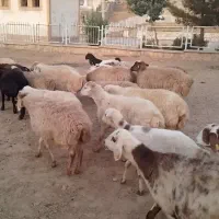 میش‌بره‌دار‌وابستن
