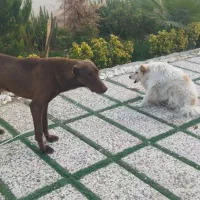 سگ دوبر من|سگ|کرج, فاز ۱ مهرشهر|دیوار