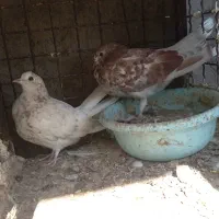 کبوتر پرشی|پرنده|سیرجان, |دیوار